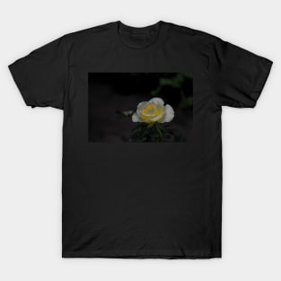 White rose blossom with bright yellow center on dark green black background T-Shirt